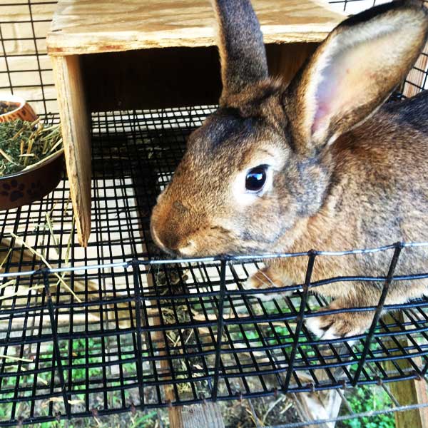 Noah's Critters Pet Sitting Service in Tyler, Texas