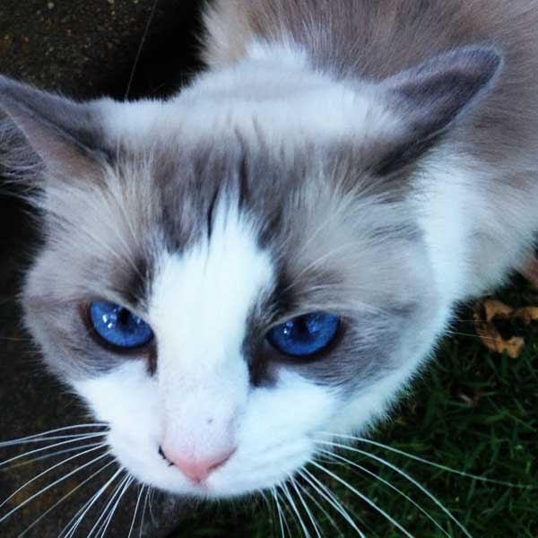 Noah's Critters Pet Sitting Service in Tyler, Texas