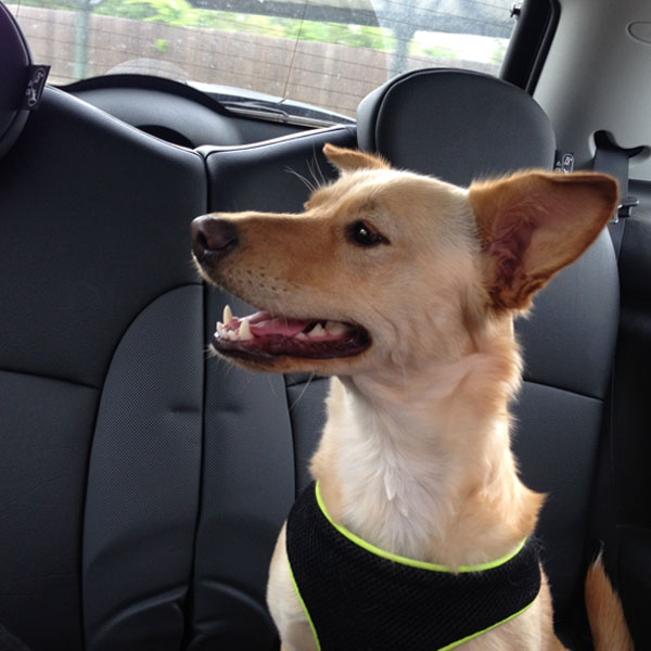 Noah's Critters Pet Sitting Services in Tyler, Texas